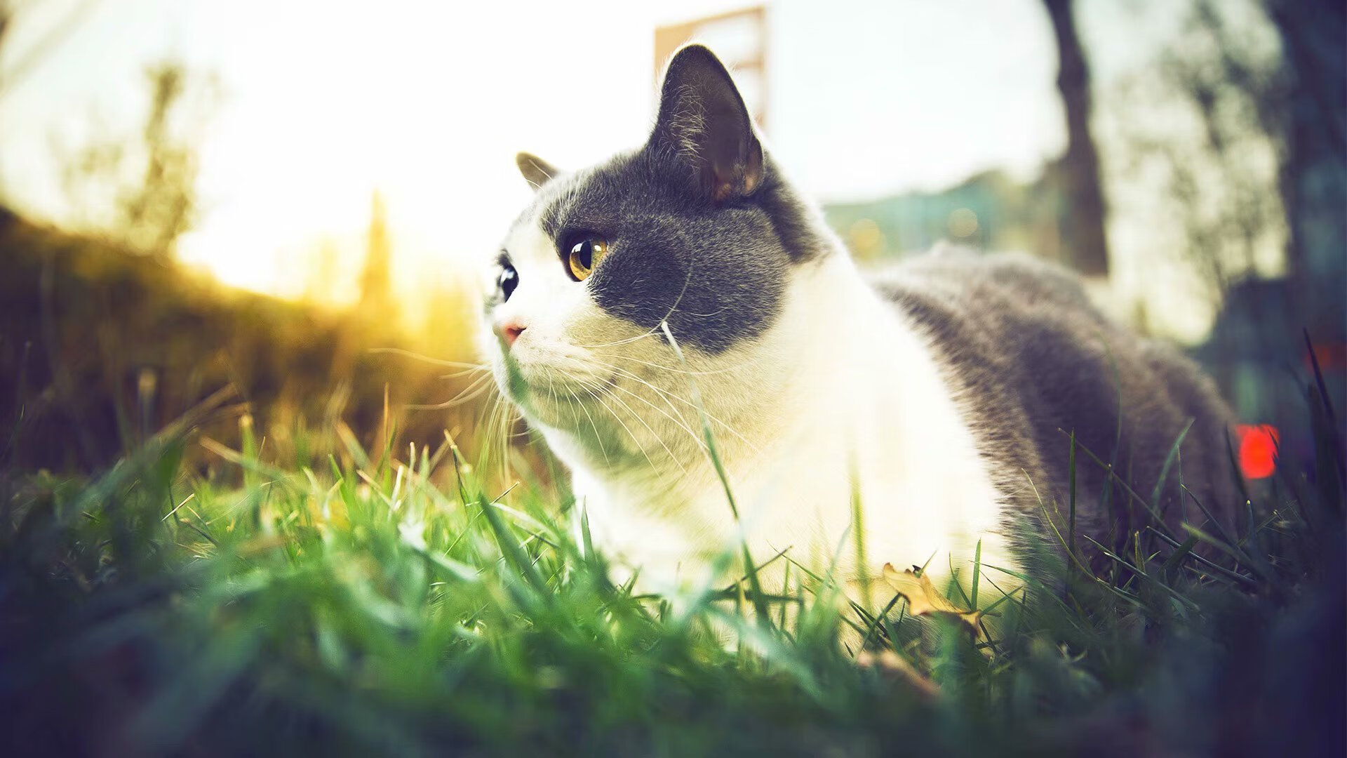 改写剧本，当森林狼遇上独行侠，德罗赞被时间遗忘的硬仗传奇