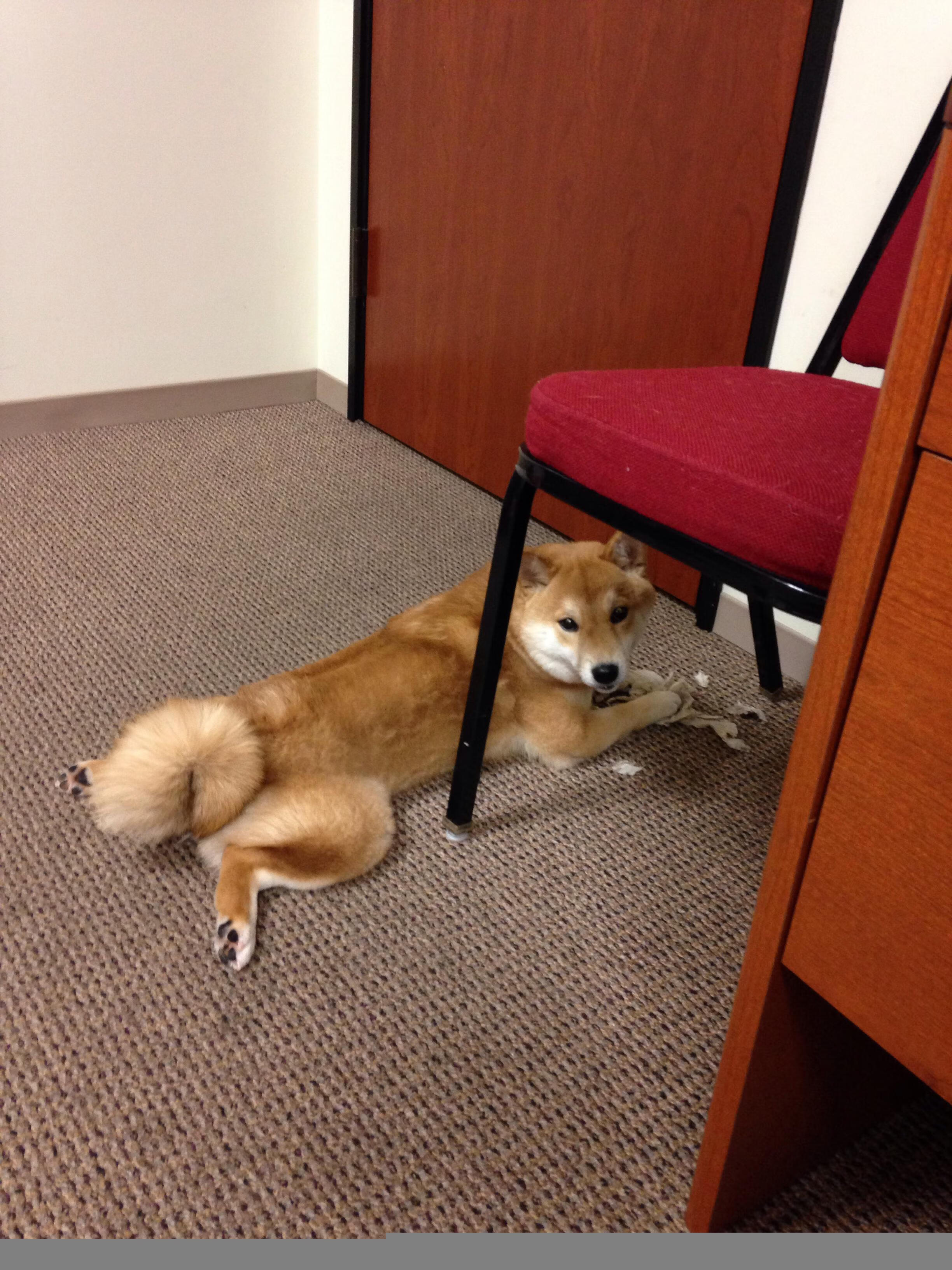 开云体育入口-艺术足球的逆袭，佛罗伦萨战术烈焰中，伊布成为撕裂葡萄牙防线的关键先生