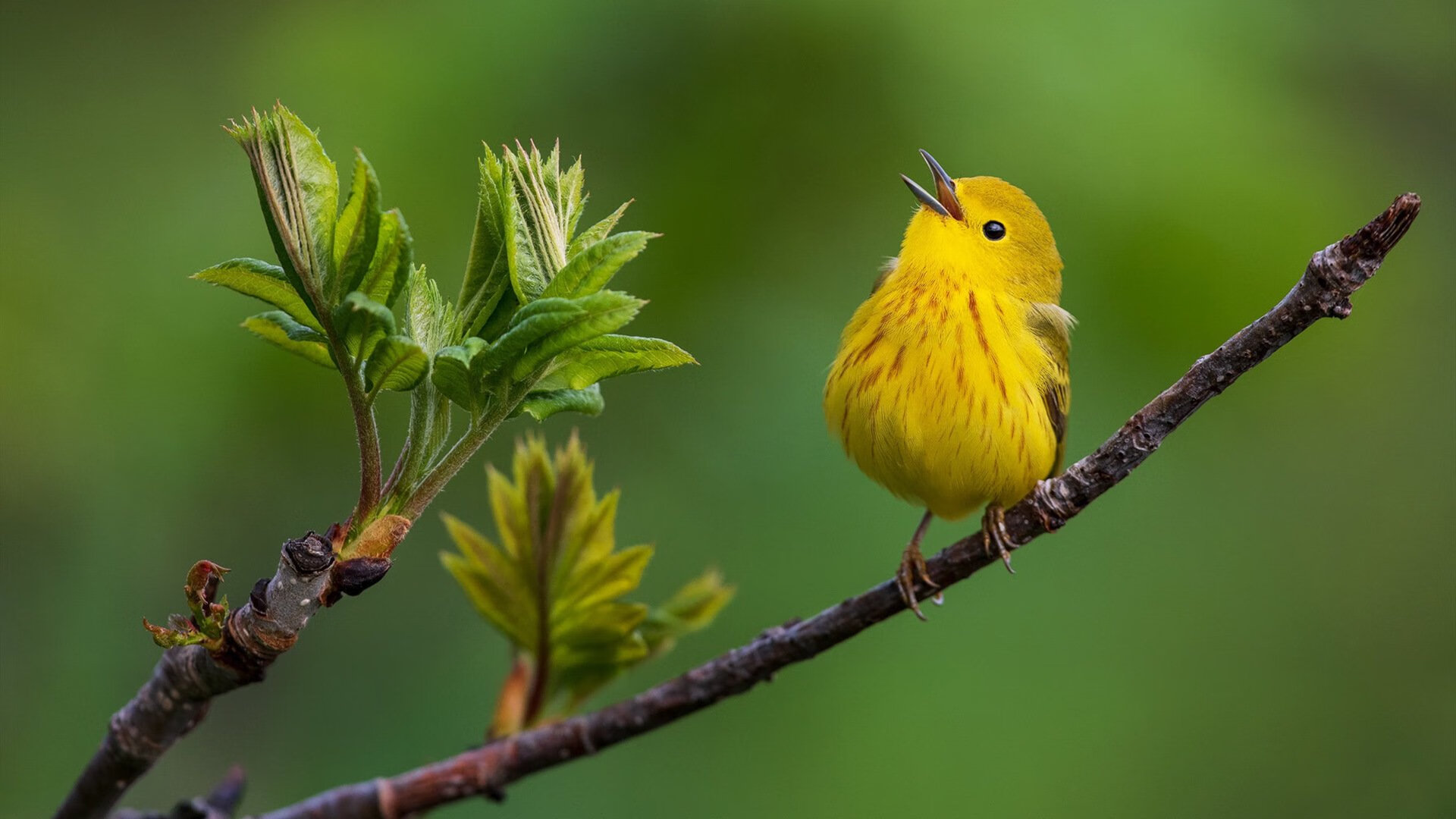 单骑救主的公牛,欧冠之夜,劳塔罗为圣西罗献上完美答卷