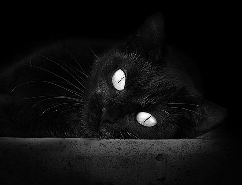 开云体育APP下载-铁血高墙！布雷默以一己之力冰封苏格兰高地风暴，他是勒沃库森最坚硬的冠军基石