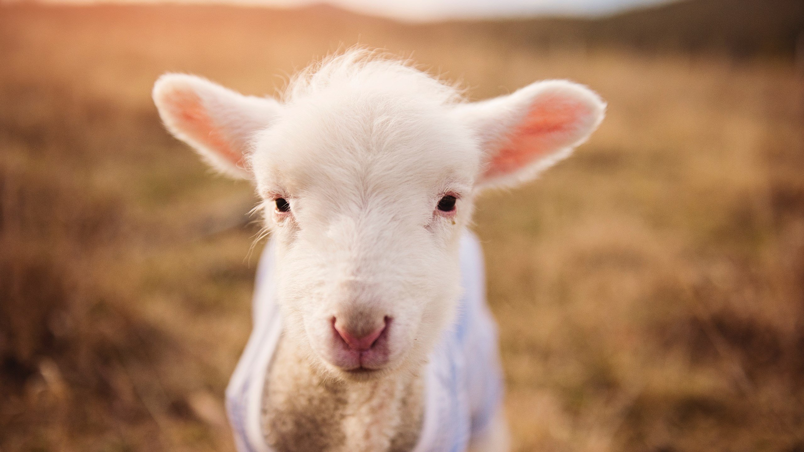 开云体育入口-冠军血脉,篮网关键战突围热火,字母哥在德甲争冠战接管比赛