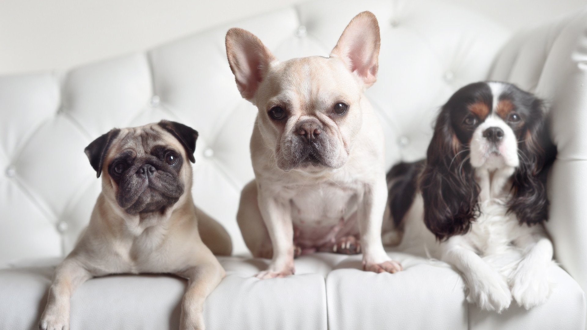 开云体育登录-铁幕降临,奇才编织防守神话,东决焦点战窒息鹈鹕