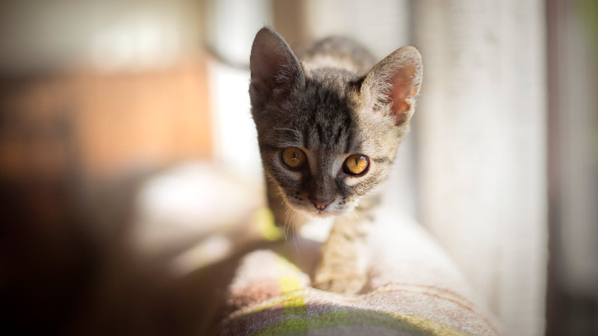 开云体育登录-绿茵场上的平行革命,当厄瓜多尔铁骑踏碎旧秩序,本泽马在亚平宁写下老兵新传