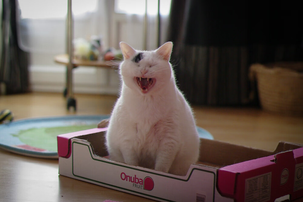 塞维利亚足球与阿尔及利亚精神的错位交融，卡马文加德甲争冠战一骑绝尘