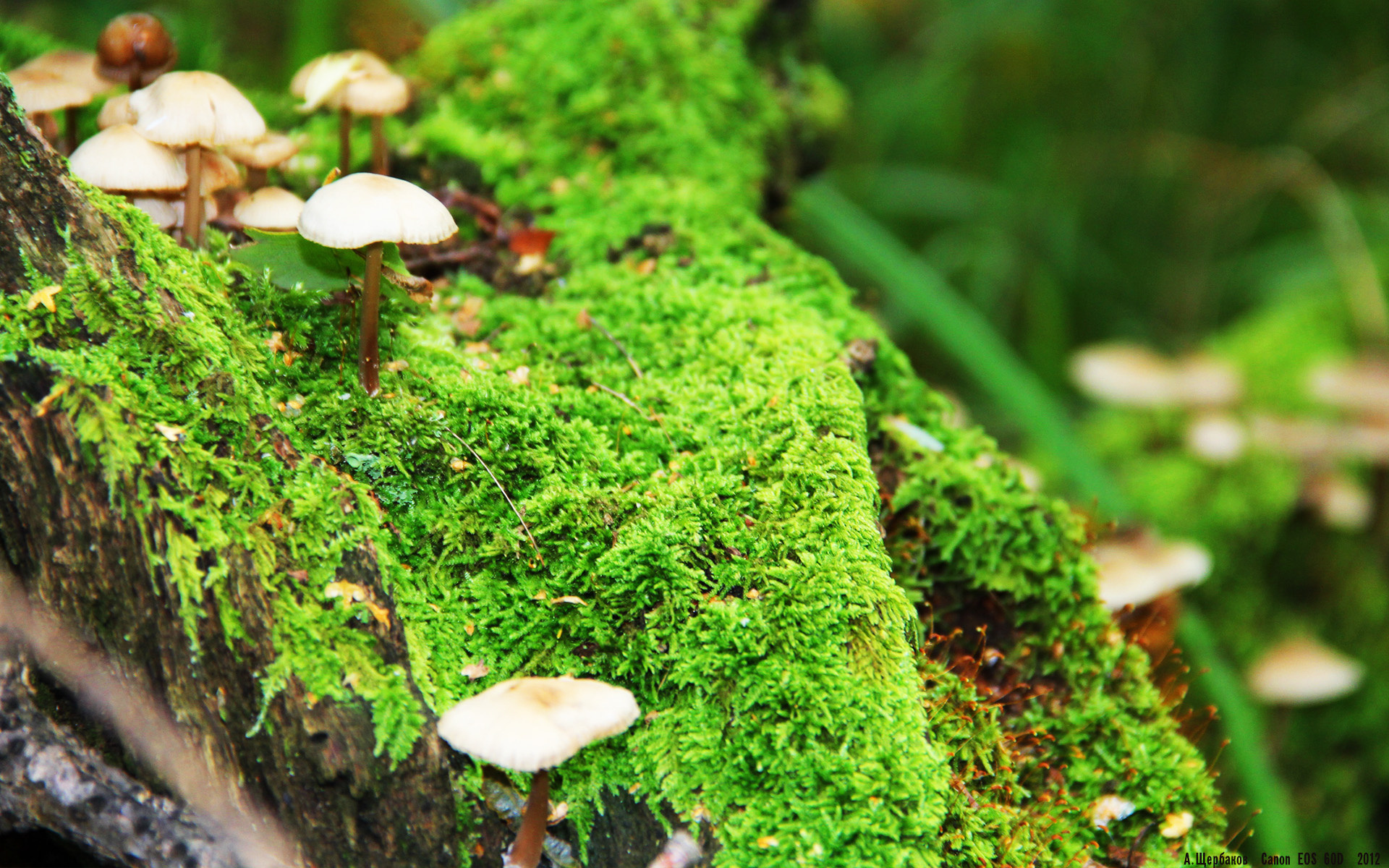 开云体育app-王者之夜，布克用五分钟改变世界的篮球史诗