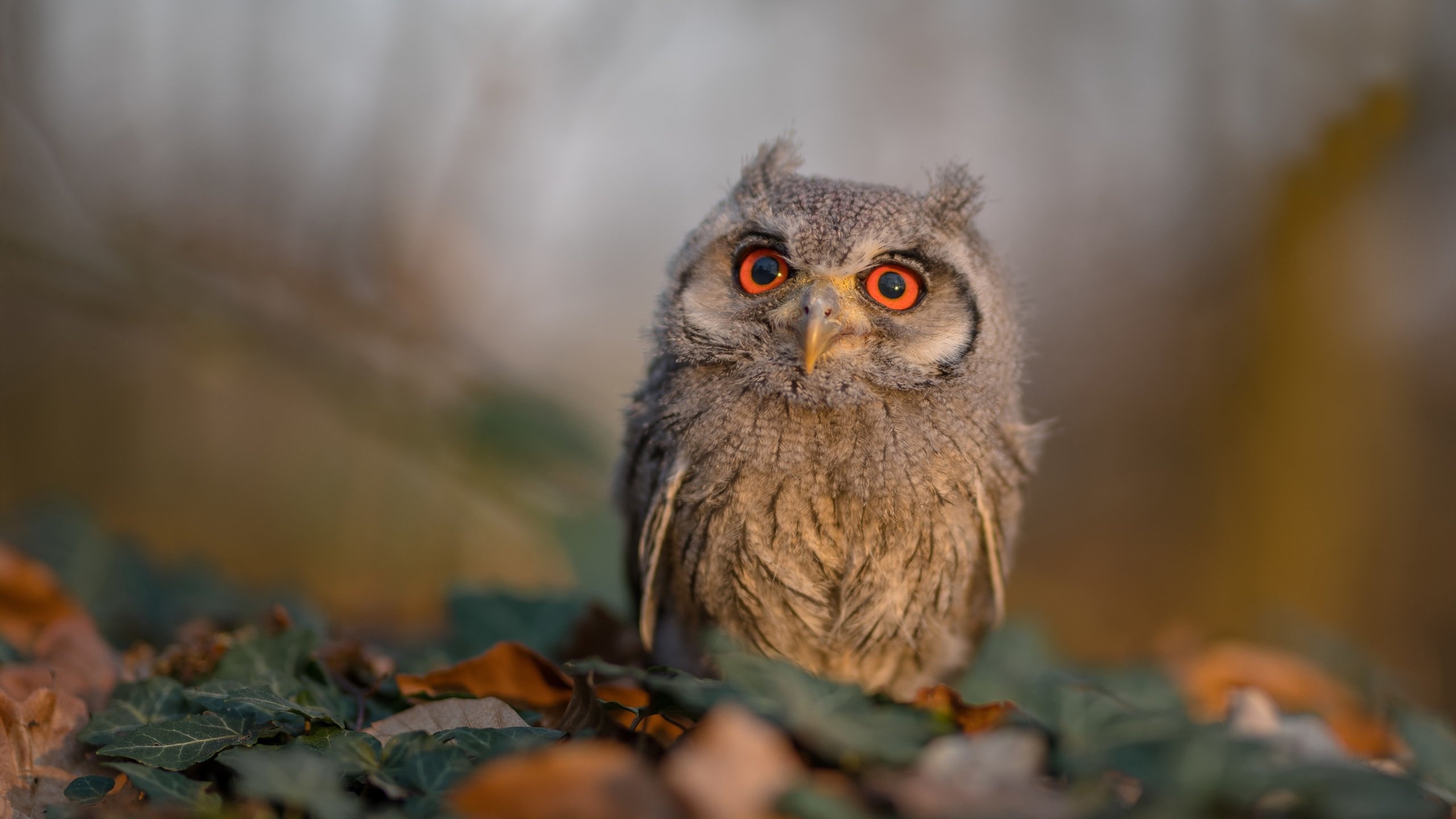 巴黎与厄瓜多尔的足球之约,布鲁诺如何闪耀全场