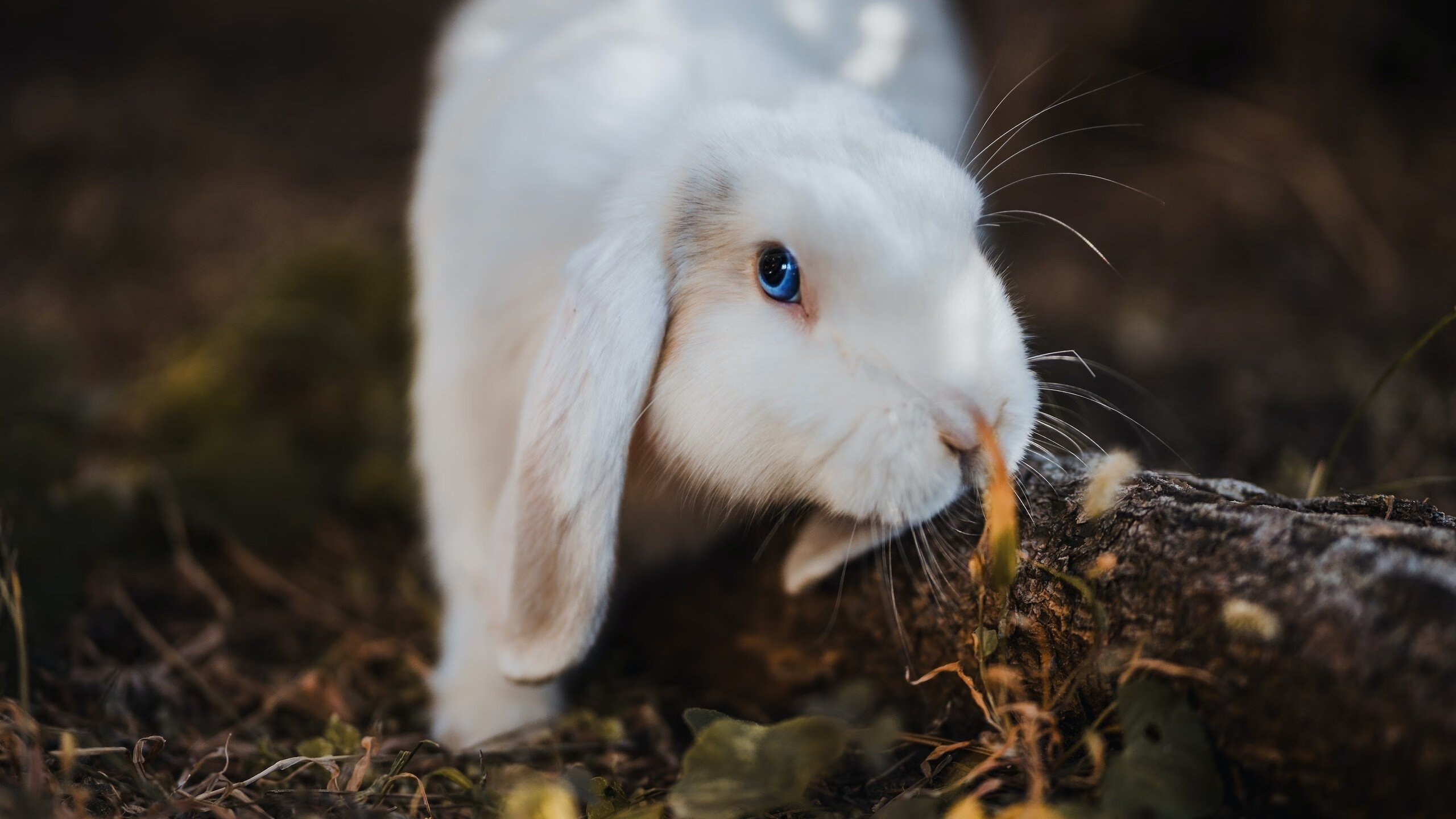 开云体育入口-超级凯塞多导演南半球逆袭！5球风暴撕裂玻利维亚防线，生涯之夜永载史册