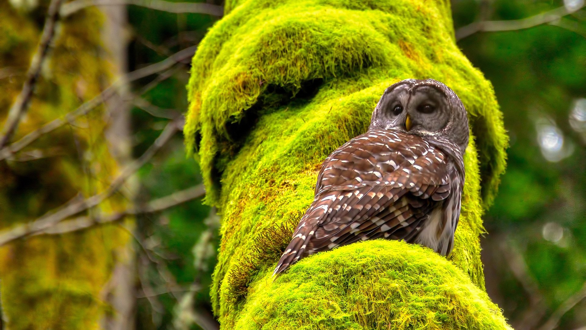 门将的节奏交响曲，库尔图瓦引领哥斯达黎加爆冷塞维利亚的传奇之夜