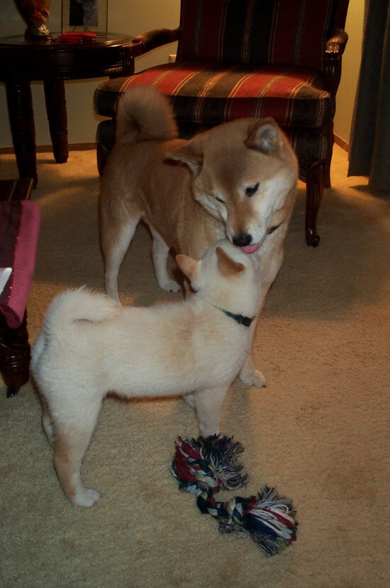 北京队强势压制黄蜂,布克末节爆发成关键先生