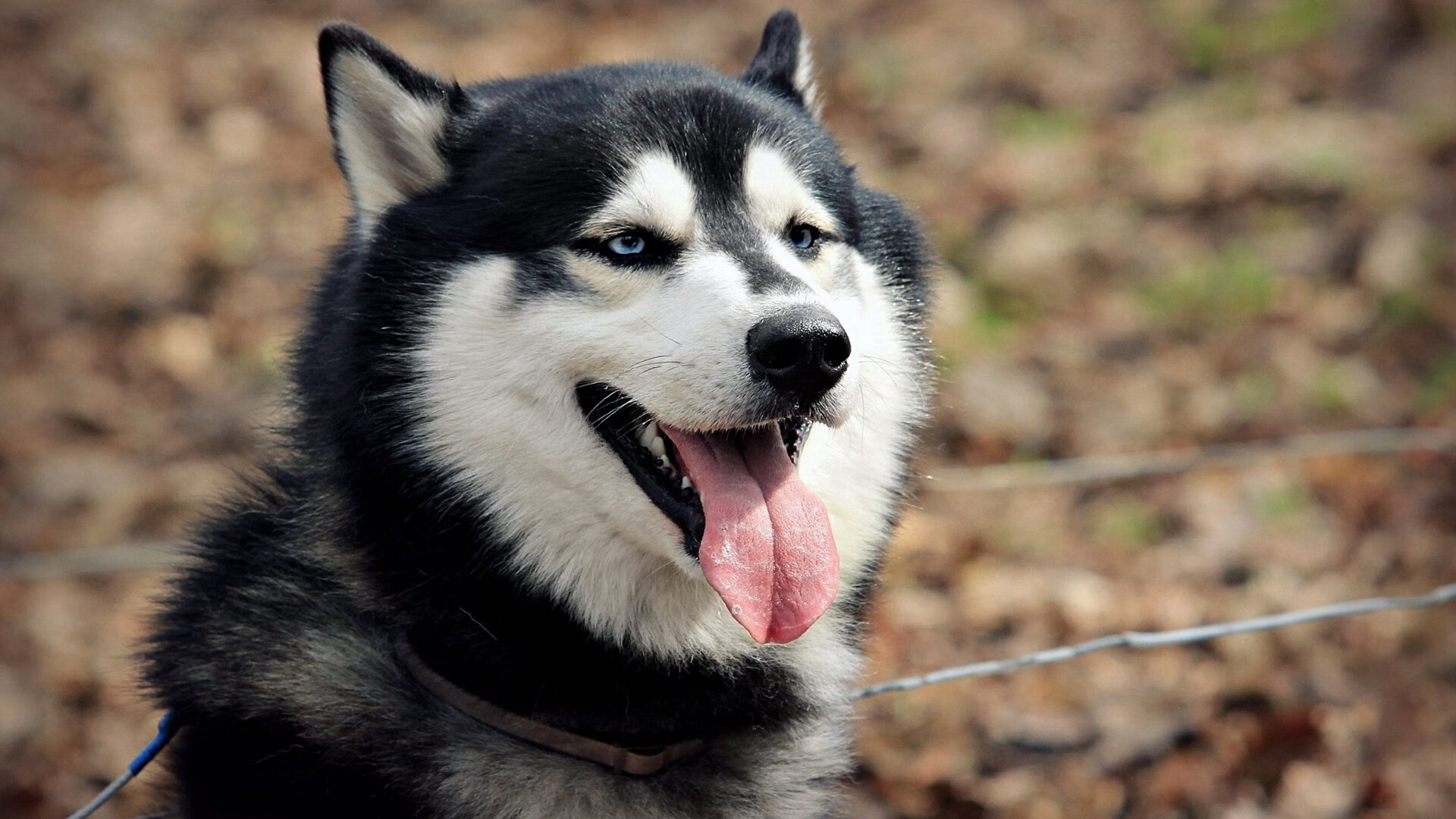 开云体育入口-冰与火，奥亚尔萨瓦尔的爆发与加拿大足球的崛起
