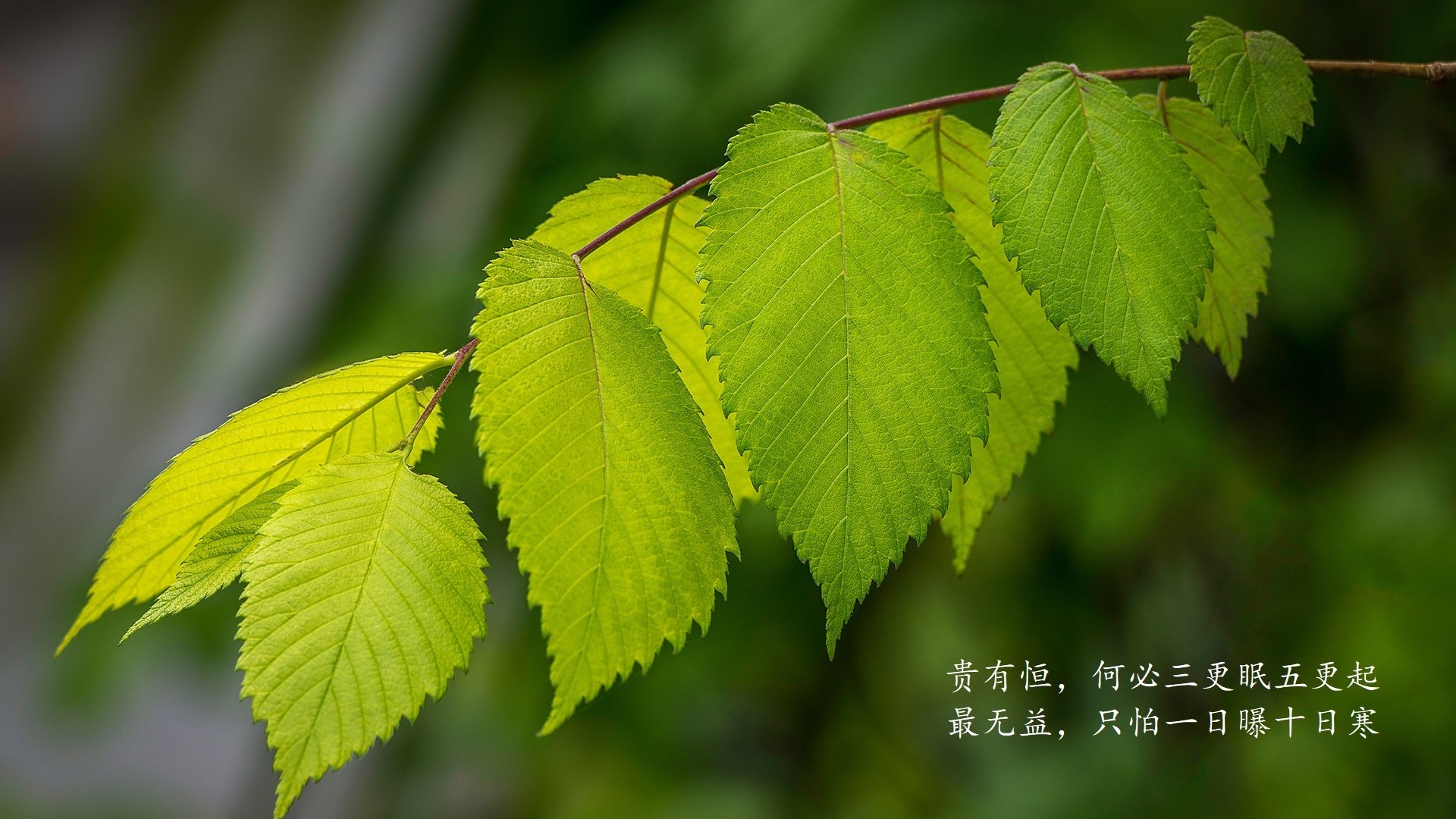 佩德里魔术师之夜，智利风暴横扫美国，2026世界杯F组上演史诗级独角戏